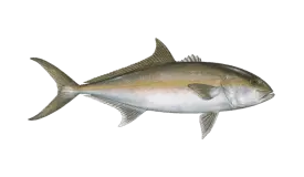 amberjack-fish-south-florida-fishing-charter