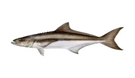 Cobia fish commonly caught during South Florida offshore fishing charter
