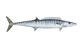 wahoo-fish-south-florida-fishing-charter