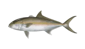 Amberjack