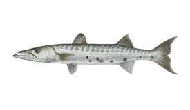 Barracuda (Great)