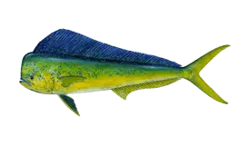 Dolphin (Mahi Mahi)