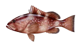 Grouper Red
