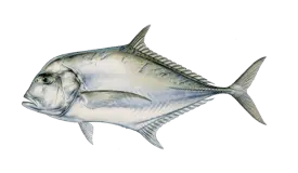 Jack (African Pompano)