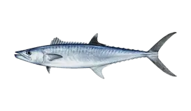 King Mackerel (Kingfish)