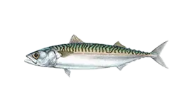Mackerel (Atlantic)