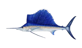 Sailfish