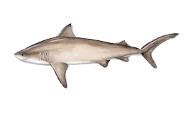 Shark Bull