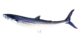 Sierra Mackerel