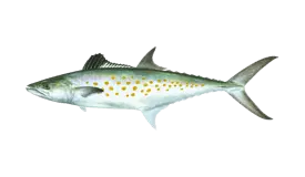 Spanish Mackerel
