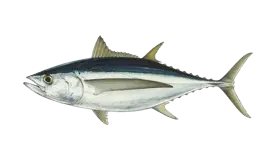 Tuna (Albacore)