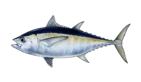 Tuna (Blackfin)